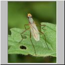 Otites sp - Schmuckfliege 01b.jpg